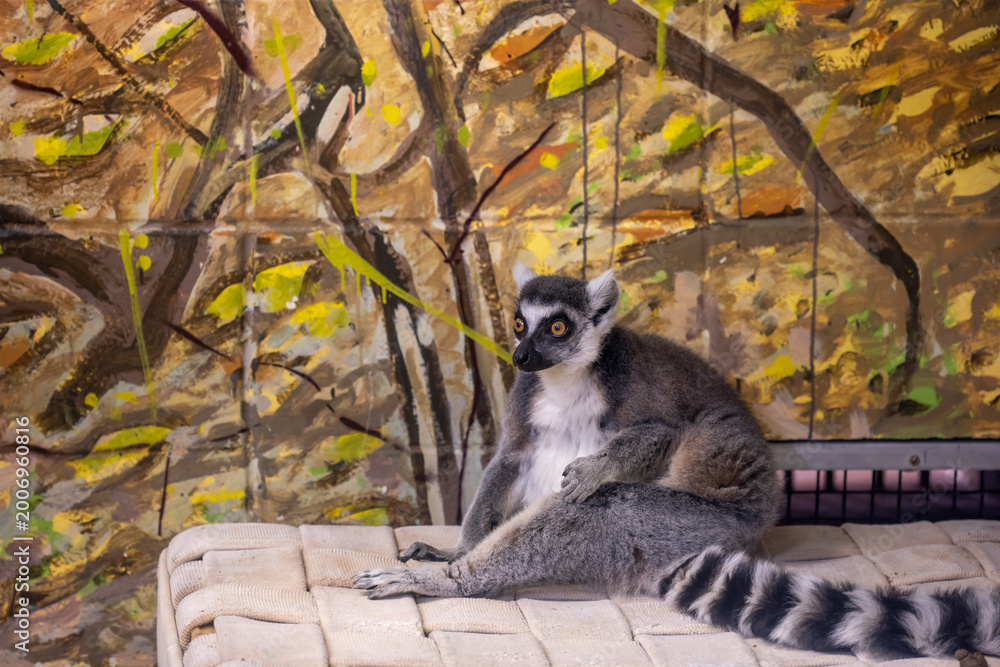 Fototapeta premium Lemur sits on a cot in a zoo during daylight hours while a painted background shows trees and leaves