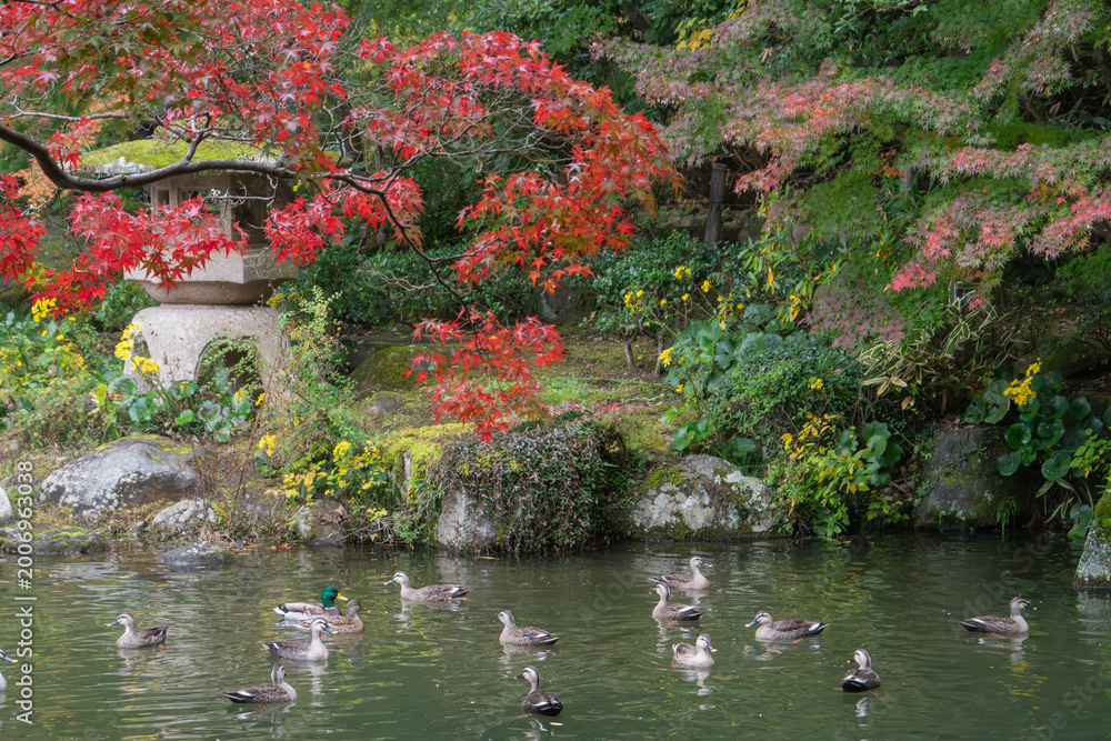 Fototapeta premium 紅葉