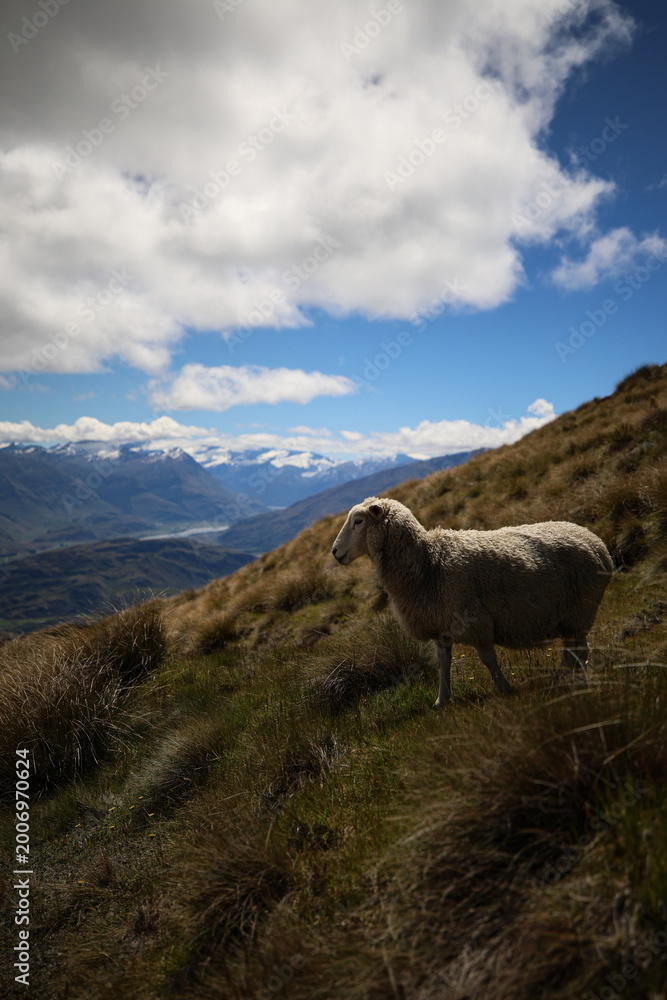 Fototapeta premium sheep in the mountains