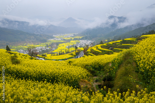 Aerial View of Canola fields at Jiangling Village, Wuyuan, Jiangxi, China