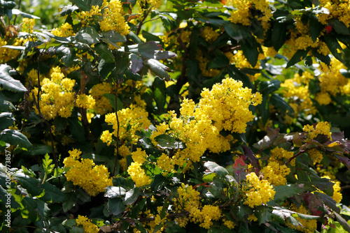 blooming mahonia in the garden
