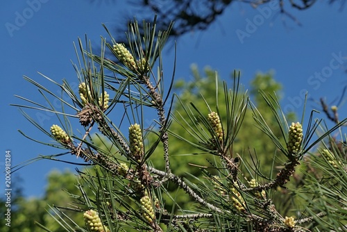 Long needles and spring flower fascicles on branch tips of coniferous tree Scots Pine, latin name Pinus Sylvestris, sunlit by spring daylight sunshine, late april. Blue skies in background.  