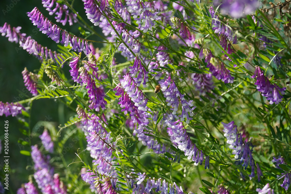 Obraz premium Honeybee on Hairy Vetch Flowers in Sunlight