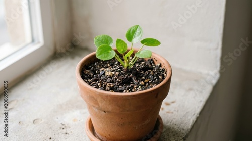 Grow plant in a pot
