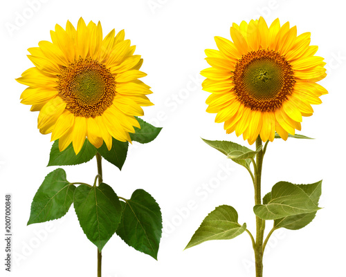 Sunflower isolated on white background. Sun symbol. Flowers yellow, agriculture. Seeds and oil. Flat lay, top view
