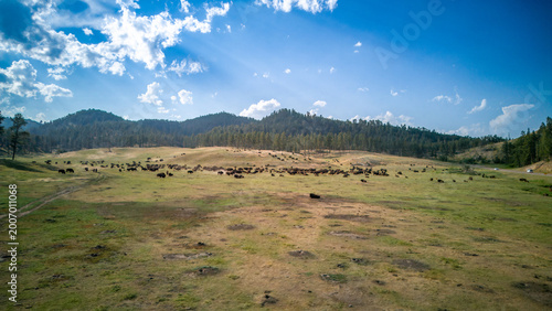 Elevated view of bison buffalo herd on the open prairie at Custer State Park, South Dakota 