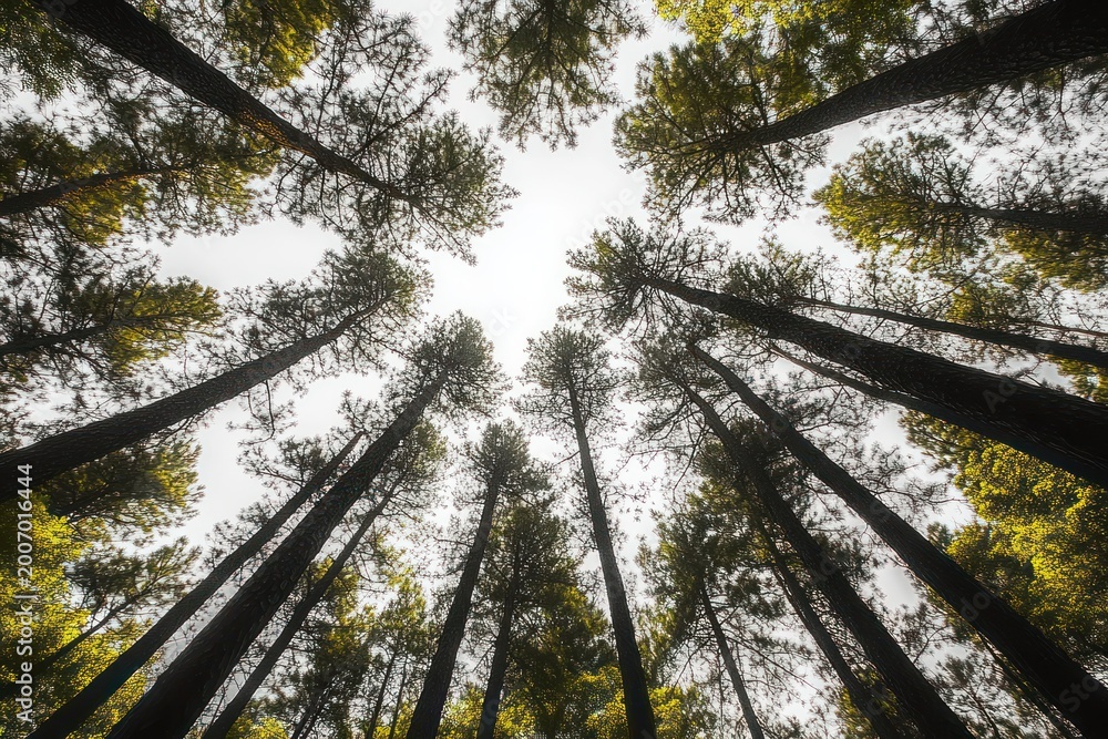 Fototapeta premium looking up through tall pine trunks to a bright canopy, serene and awe-inspiring forest perspective
