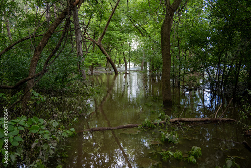 Flooded woodland wetland with trees standing in water