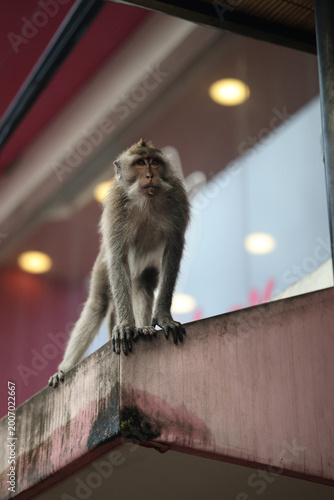 Canvas Print monkey on a roof looking around