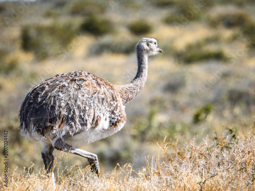 фотографія Lesser Rhea