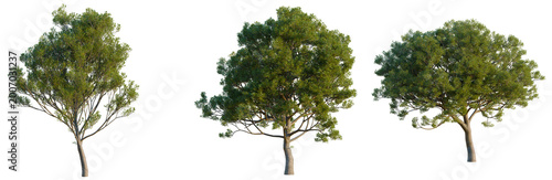 Collection of three Quercus ilex trees in various growth stages isolated on black background, Holm Oak set for diverse landscape planning and architectural rendering library.