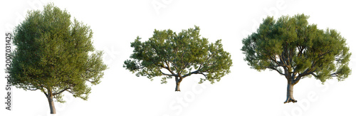 Set of three different Holm Oak Quercus ilex trees with distinct shapes isolated on black background, evergreen Mediterranean tree collection for professional CGI and landscape design.