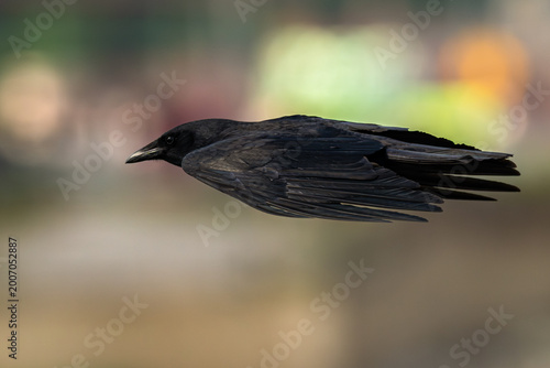 Billede på lærred Closeup of an American crow in flight.
