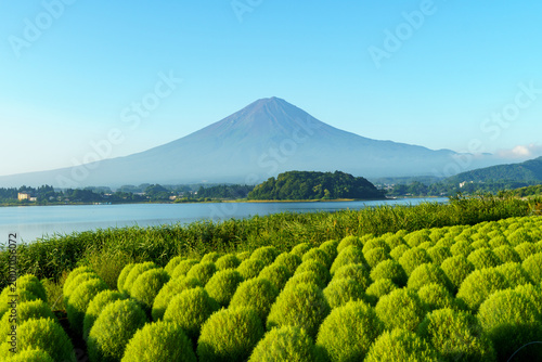 Bild auf Leinwand Stunning summer view of Mount Fuji with vibrant green Kochia fields at Oishi Park, Lake Kawaguchi, Japan