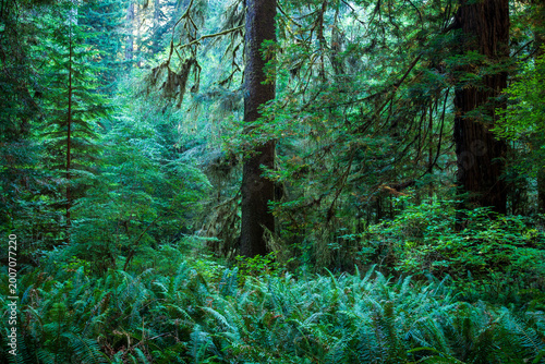 Slika na platnu Coastal Rainforest
