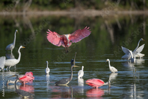 Fotografie Roseate Spoonbill landing on water