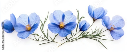 Delicate blue wildflower blooms with yellow centers and feathery green leaves arranged horizontally on white background, serene and tranquil