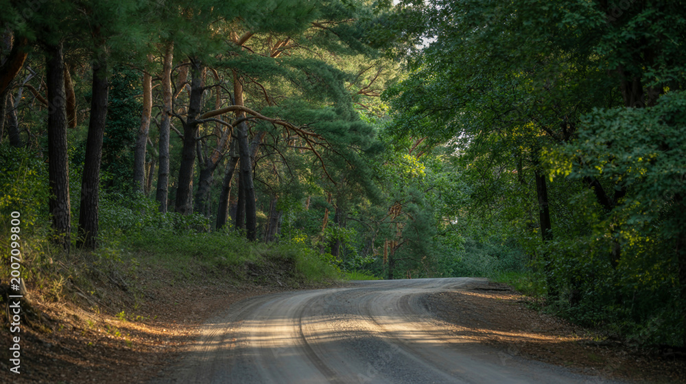 Fototapeta premium Aerial view of winding forest road through dense green trees