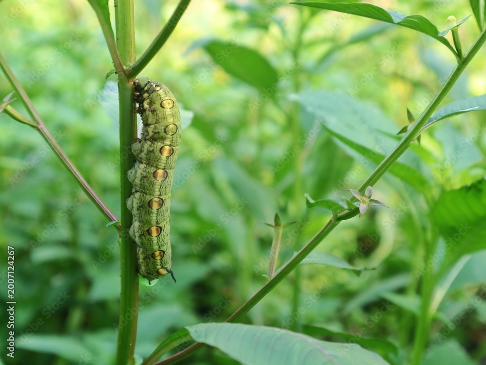 Fototapeta premium Close up green hawkmoth caterpillar (Theretra pinnata) on green plant stem, showcasing natural mimicry and garden biodiversity