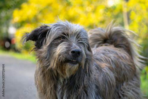 Tableau sur toile Portrait of a Scruffy Long-Haired Terrier Mix