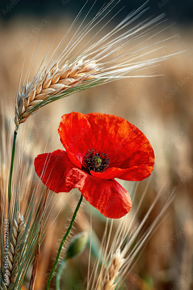 Fototapeta premium : Red Poppy Flower with Wheat Ears in Golden Field. AI generative.