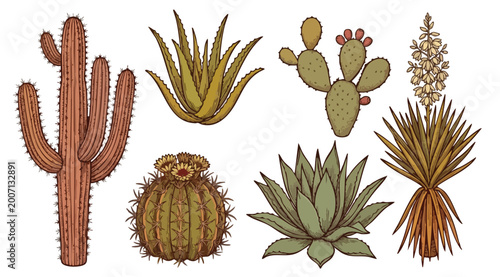 Quadro su tela Collection of Hand-Drawn Cacti and Succulents in Vintage Style