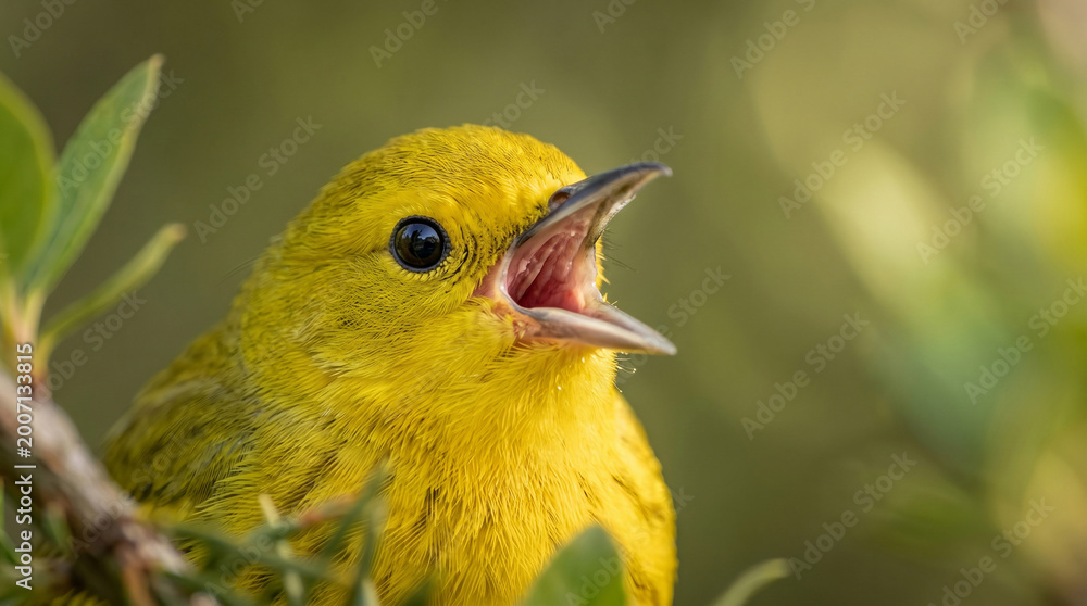 Obraz premium Closeup portrait of a vibrant yellow warbler singing on a branch