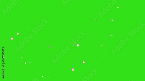 Pink cherry blossom petals falling gracefully, japanese spring concept on green screen. sakura petals drifting, autumn leaves falling animation, sakura petals drifting, autumn leaves falling animation
