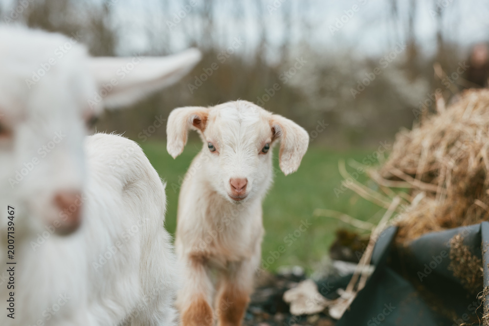 Fototapeta premium Curious goat kid on a farm interacts with a friendly herd, bright pasture in background, warm sunlight, natural lifestyle scene, animals cared for, rustic countryside vibe.