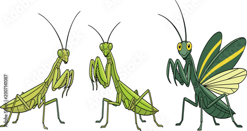 Quadro em tela Cartoon Praying Mantis Collection – Three Poses with Wings Vector Illustration o