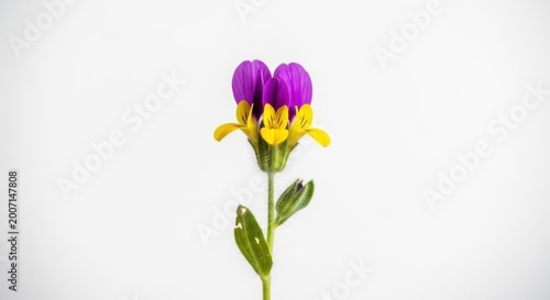 A Single Purple and Yellow Wildflower Isolated on White