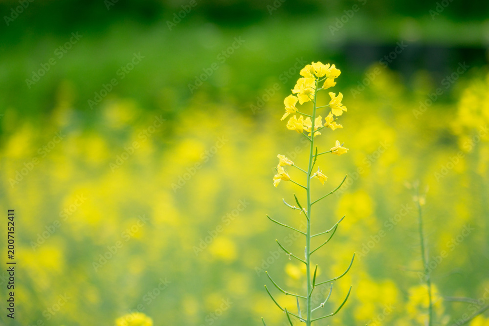Obraz premium Vibrant Yellow Canola Flower Field in Full Bloom under Spring Sky, Machida, Tokyo