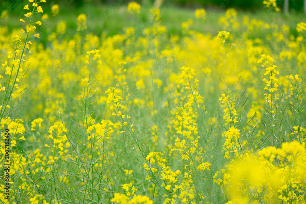 Fototapeta premium Vibrant Yellow Canola Flower Field in Full Bloom under Spring Sky, Machida, Tokyo
