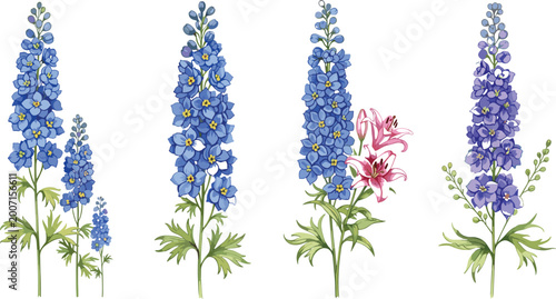 Quadro su tela Professional botanical vector set featuring detailed blue and purple delphinium larkspur flower spikes with green leaves and a pink lily blossom for elegant floral designs