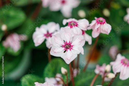 Close-up of blooming Cyclamen persicum in a garden