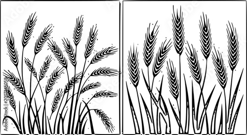 Fotografie Black ink linocut style wheat grain field silhouette illustration set in framed
