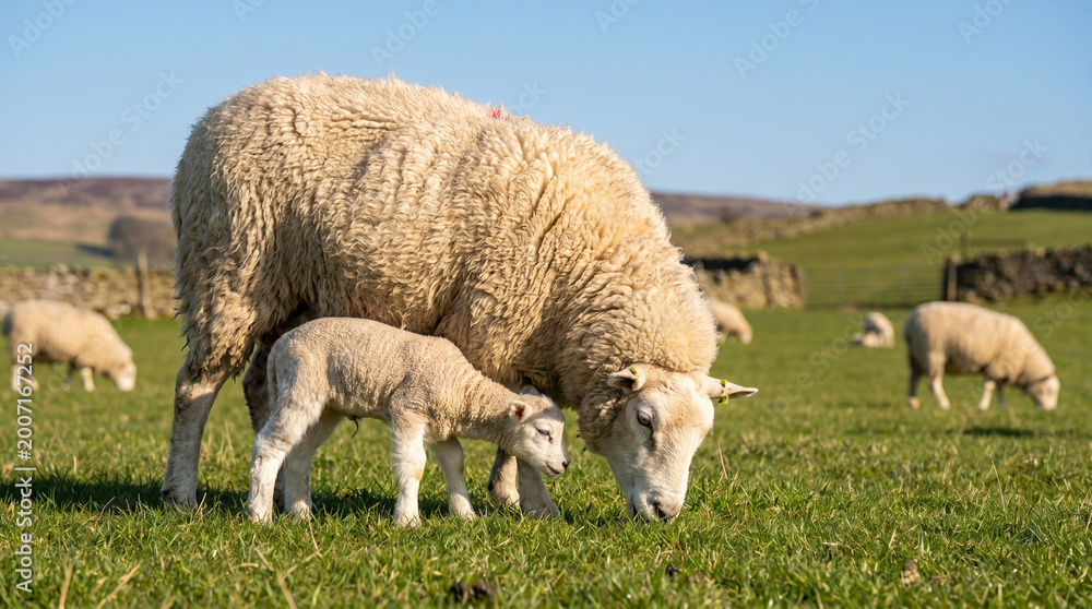 Obraz premium Ewe and Lamb Grazing in a Sunlit Green Meadow