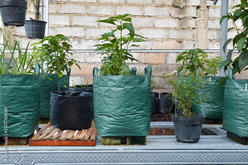 Potted baby rose flowers and green chili plants growing in large planter bags arranged on a modern lightweight steel rack during a bright morning.