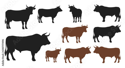 Fotografia Cows and bulls in various poses.