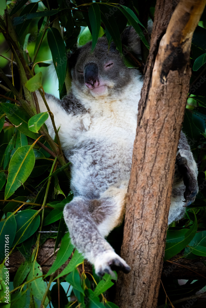 Fototapeta premium A koala sleeping peacefully while wedged in the fork of a gum tree