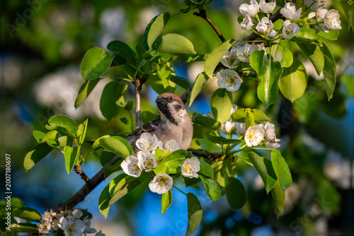 Bild auf Leinwand Juvenile House Sparrow Among White Blossom and Blue Sky in Spring — New Life, Re