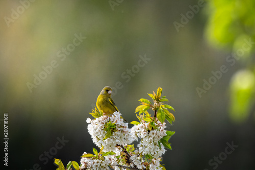 Tableau sur toile European Greenfinch on Blossom Branch in Misty Spring Rain — Atmospheric Wildlif