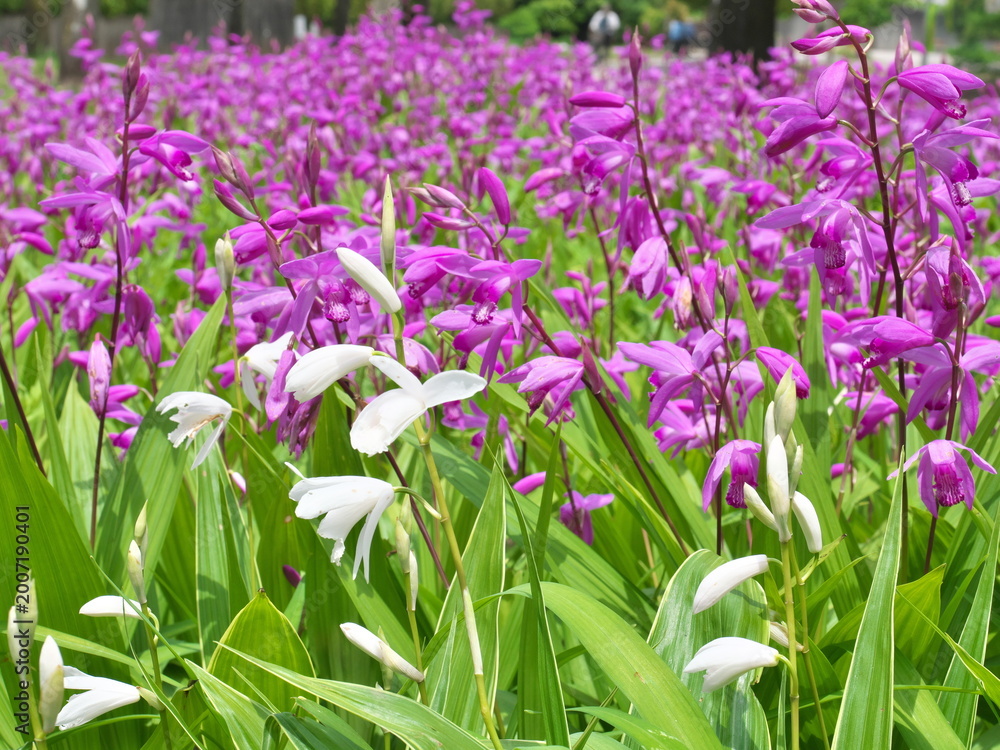Fototapeta premium Tokyo,Japan - May 3, 2026: Urn orchid or Bletilla striata Reich