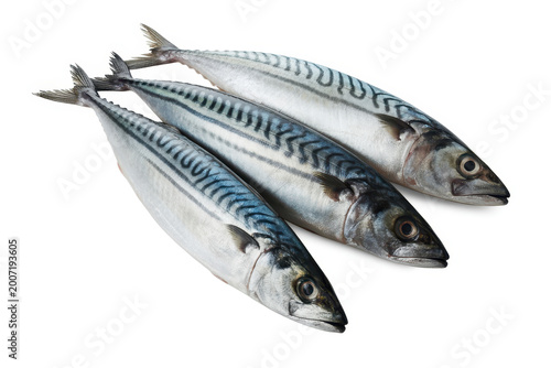 Three fresh whole mackerel fish arranged together isolated on a white background, for market