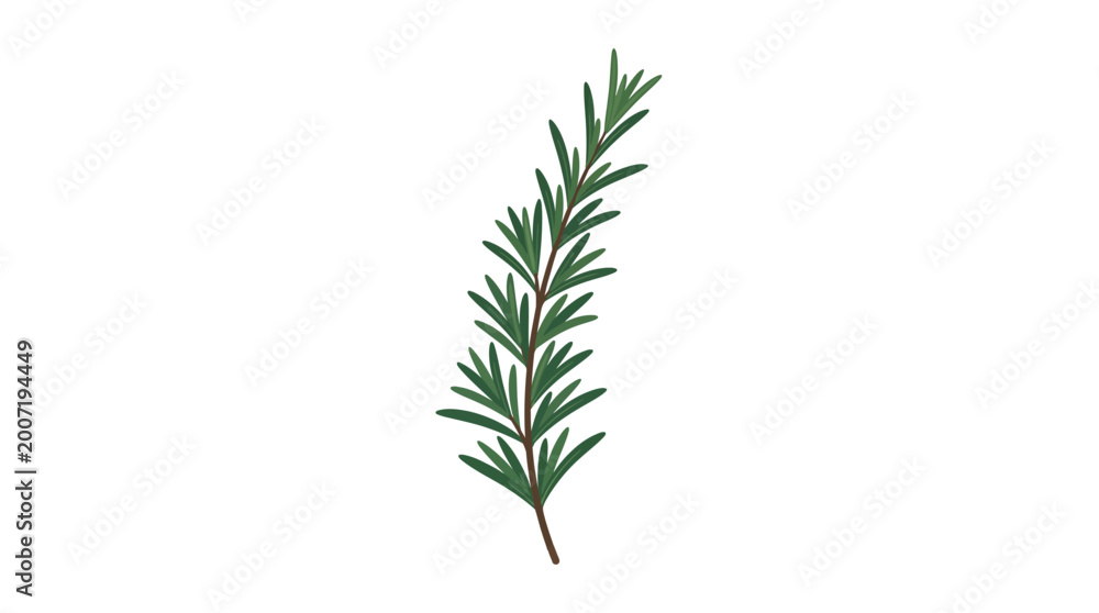 Fototapeta premium Single green rosemary herb sprig stem.