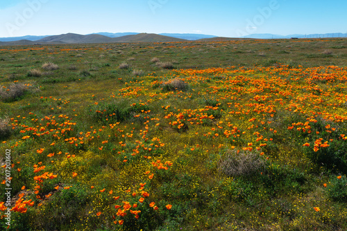 Vast meadow of blooming orange California poppies in Antelope Valley.