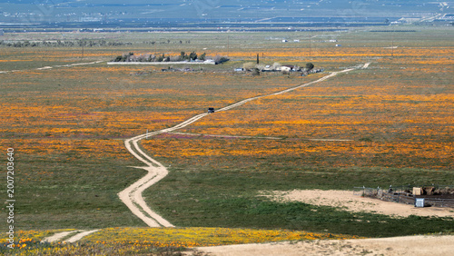 Scenic winding dirt road through poppy fields in Antelope Valley.