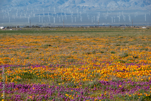 Panoramic poppy super bloom with Mojave wind turbines in the distance.