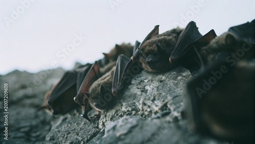 Obraz na plátně Close up a swarm of  Mexican free-tailed bats or Brazilian free-tailed bats (Tadarida brasiliensis) waiting for the cover of night in cave, Austin, Texas, USA