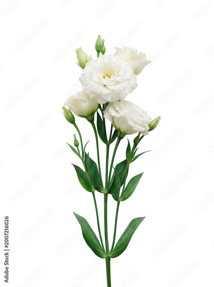 Fototapeta premium White lisianthus flowers with green stems and transparent background